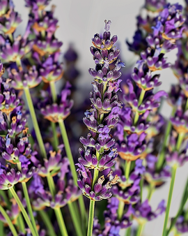 Semillas de lavanda Lavandula angustifolia hierba perenne