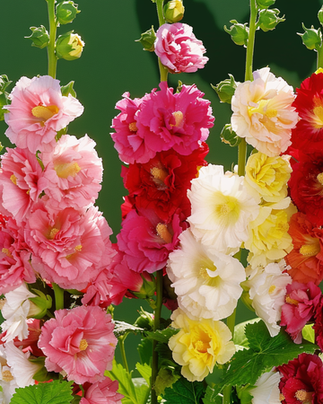 Sementes de malva-real Doppia Multicolor (Alcea rosea) – mistura perene
