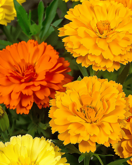 Calendula Seeds Doppia Fiesta Multicolor Calendula Officinalis Annual