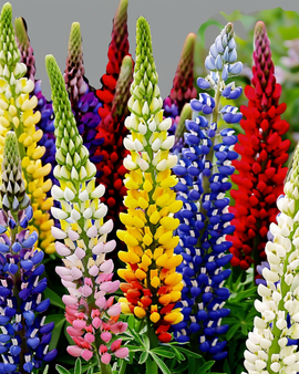 Semillas de lupino Lupinus hartwegii Multicolor mezcla perenne 120cm