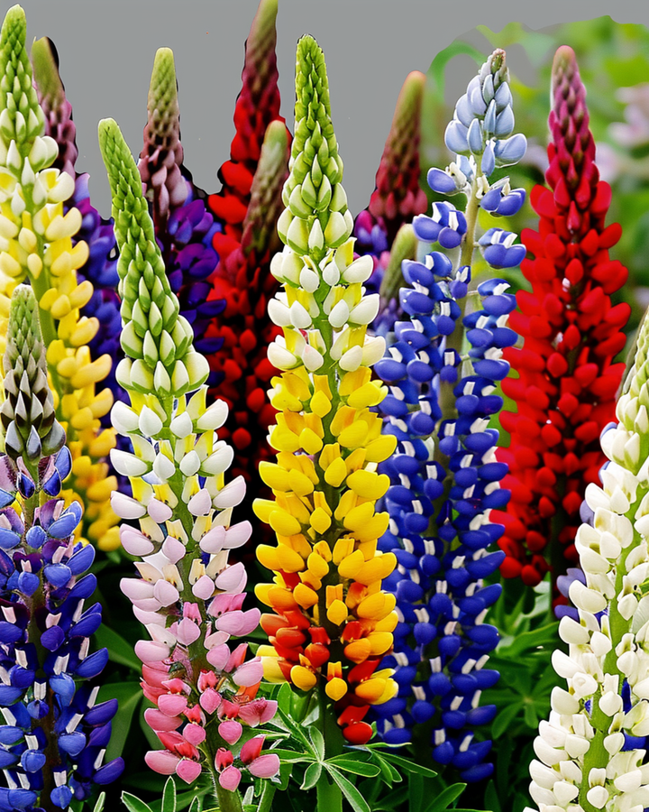 Sementes de Lupin Multicolor 120cm (Lupinus hartwegii) – mistura perene