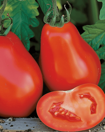 Semillas de tomate Scatolone tipo Roma (Solanum lycopersicum) – hortaliza