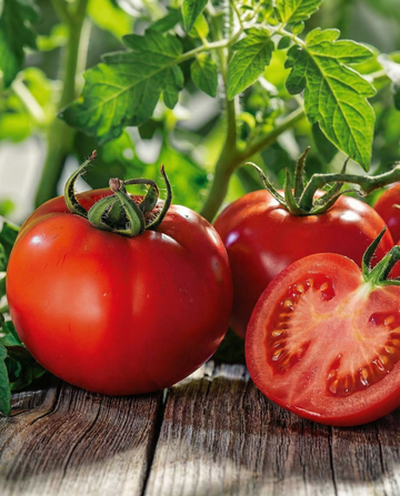 Sementes de tomate Marglobe (Solanum lycopersicum) – hortícola da SeedsChoice
