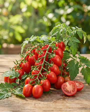 Tomate cereja vermelho para vasos (Solanum lycopersicum) – sementes de vegetal da SeedsChoice