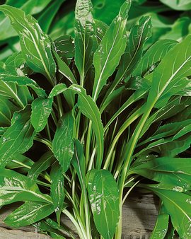 Semillas de Buck's Horn Plantago Coronopus hierba aromática
