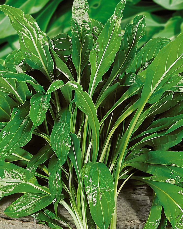 Sementes de plantago coronopus (Plantago coronopus) – erva aromática