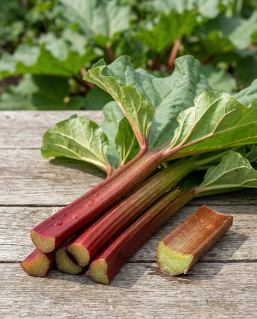 Ruibarbo (Rheum rhabarbarum) – sementes de legume perene da SeedsChoice