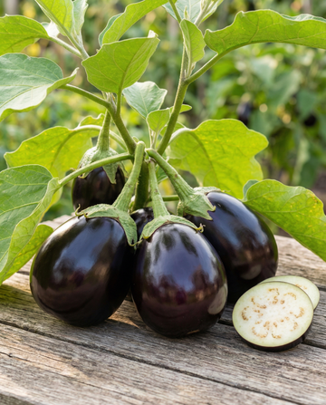 Berenjena Black Beauty (Solanum melongena) – semillas de verdura de SeedsChoice