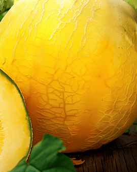 Semillas de melón de invierno amarillo Cucumis melo variedad anual Giallo Inverno