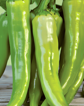 Semillas de pimiento Lombardo, Capsicum Annuum, variedad de hortaliza