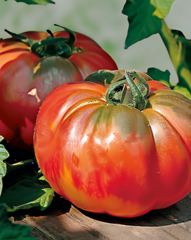 Tomato Pantano Seeds Solanum Lycopersicum Annual Variety
