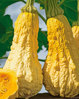 Sementes de Abóbora Rugosa Friulana Cucurbita Moschata Variedade Precoce