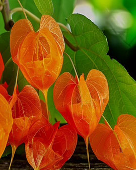 Semillas de farolillo chino Physalis franchetii flor perenne