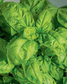 Semillas Basil A Foglie Di Lattuga Ocimum basilicum hierba anual