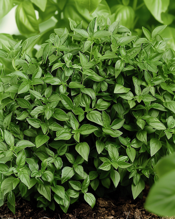 Fine Green Bush Basil seeds (Ocimum basilicum) – annual