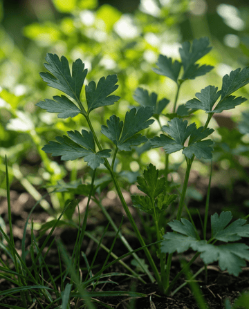 Perejil (Petroselinum crispum) – semillas de hierba bienal de SeedsChoice
