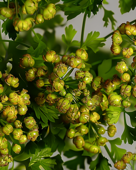 Sementes de coentro Coriandrum sativum erva anual