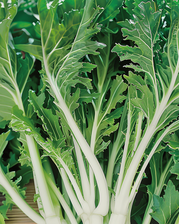 Semillas de mizuna de hoja (Brassica rapa) – verdura