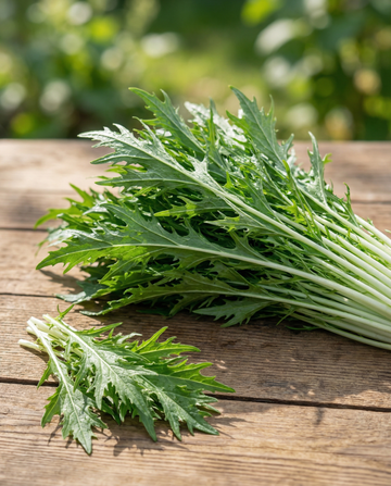 Mizuna de hoja (Brassica rapa) – semillas de verdura de SeedsChoice
