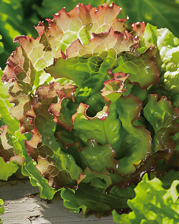 Sementes de Alface Ubriacona (Lactuca sativa) – hortaliça anual