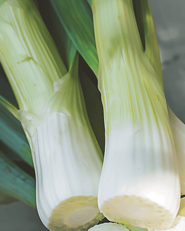 Semillas de puerro Winter Tornado (Allium porrum) – hortaliza