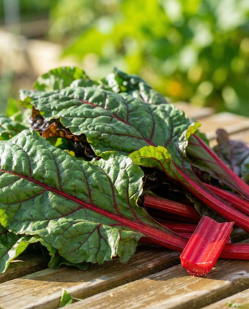 Acelga ruibarbo de tallos rojos tempranos (Beta vulgaris) – semillas de verdura de SeedsChoice