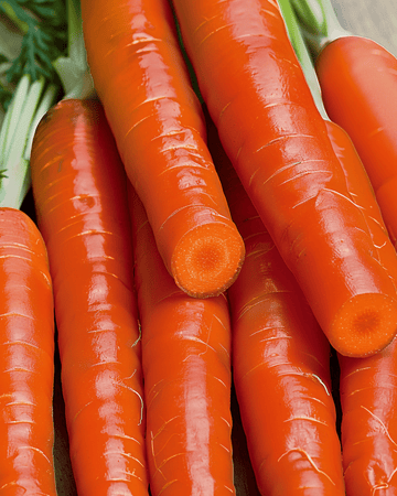 Sementes de cenoura Nantes 2 (Daucus carota) – legume anual