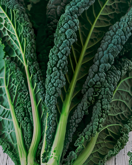 Semillas de col rizada Nero Di Toscana Brassica Oleracea variedad anual
