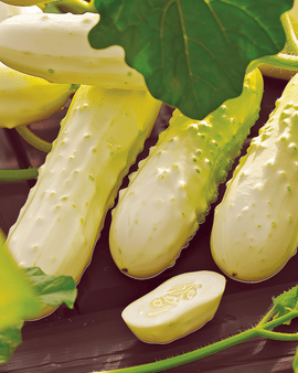 Semillas de pepino White Wonder Cucumis sativus variedad anual