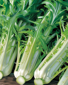 Sementes de chicória-folha Cichorium intybus anual Puntarelle Brindisina Catalogna