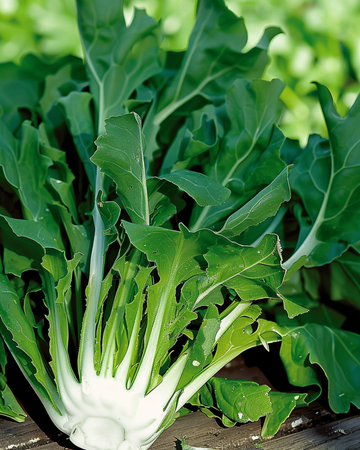 Sementes de chicória Barba Di Cappuccino (Cichorium intybus) – vegetal anual