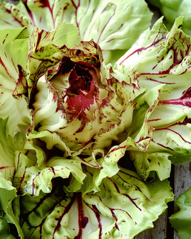 Semillas de achicoria Castelfranco Cichorium Intybus Variegata variedad tardía