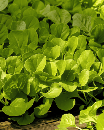 Sementes de chicória Zuccherina Di Trieste (Cichorium intybus) – hortaliça anual