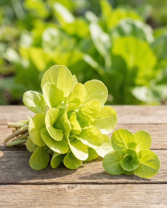 Chicória Zuccherina Di Trieste (Cichorium intybus) – sementes de hortaliça anual da SeedsChoice