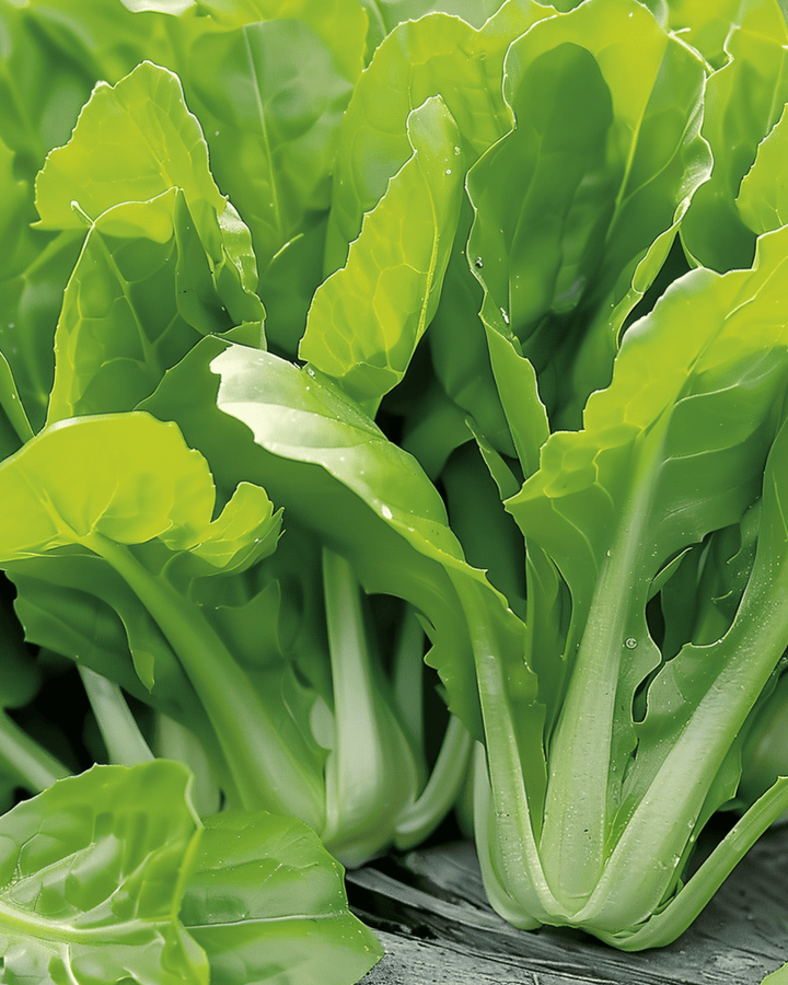 Sementes de chicória Cut And Come Again (Cichorium intybus) – vegetal anual