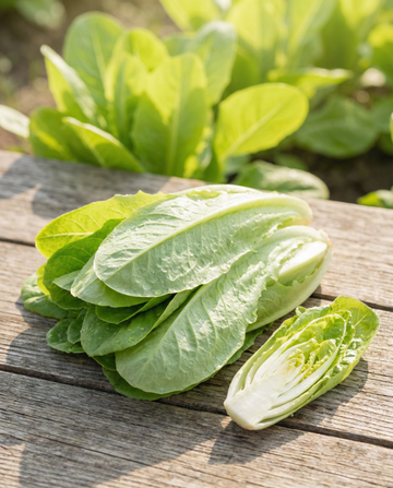Sementes de chicória Cut And Come Again (Cichorium intybus) – sementes de vegetal anual da SeedsChoice