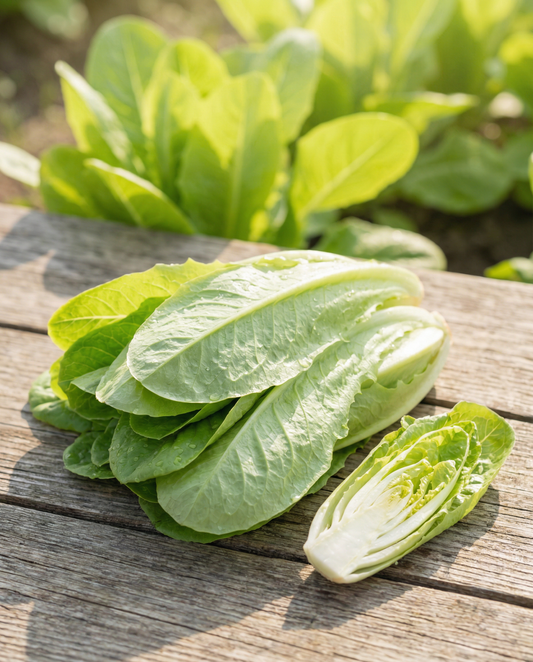 Sementes de chicória Cut And Come Again (Cichorium intybus) – sementes de vegetal anual da SeedsChoice
