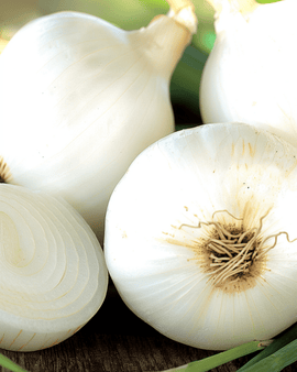 Sementes de Cebola Tonda Musona Allium cepa Variedade Mid Early
