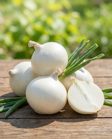 Semillas de cebolla Tonda Musona media-temprana (Allium cepa) – hortaliza de SeedsChoice