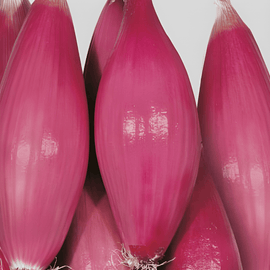 Semillas de cebolla Tropea Rossa Lunga Allium Cepa variedad Medium Early