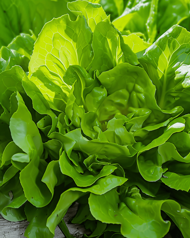 Sementes de alface Catalogna Canary Tongue de crescimento rápido (Lactuca sativa) – legume