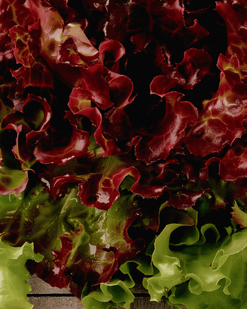 Semillas de lechuga de hoja suelta Early Italian Cut (Lactuca sativa) – hortaliza