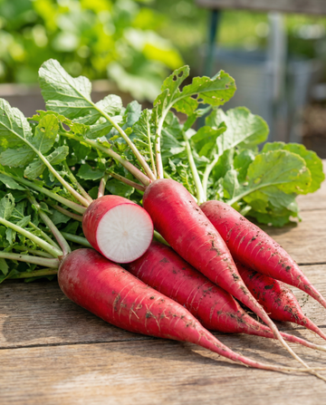 Radish Candela Di Fuoco (Raphanus sativus) – vegetable seeds from SeedsChoice