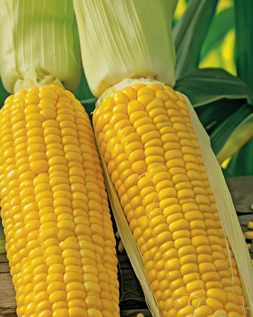 Sementes de milho doce Dolce Medium Early (Zea mays) – vegetal anual