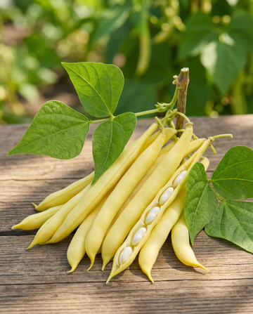Judía enana Berggold Early (Phaseolus vulgaris) – semillas de hortaliza de SeedsChoice