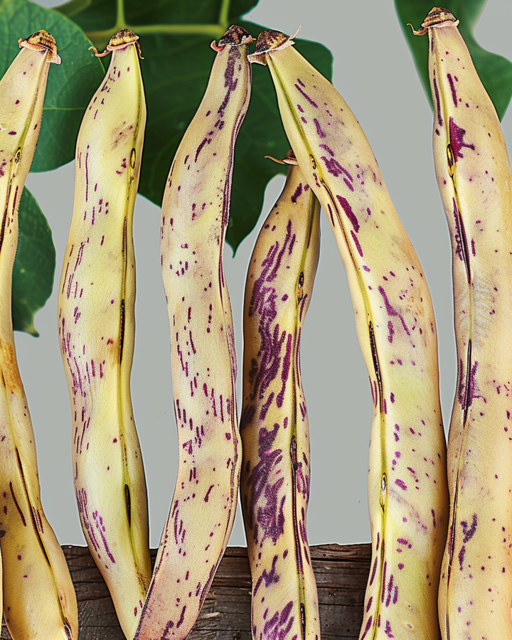 Dwarf French Bean Merveille De Piemonte seeds (Phaseolus vulgaris) – annual vegetable