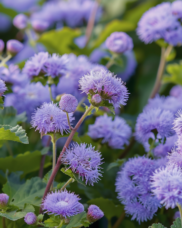 Semillas de Floss Blue Mink (Ageratum houstonianum) – flor anual