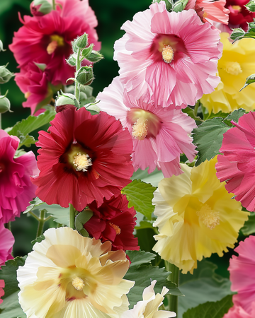 Semillas de malvarrosa Summer Carnival (Alcea rosea) – anual
