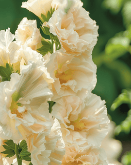Semillas de malvarrosa Majorette Champagne Alcea Rosea anual