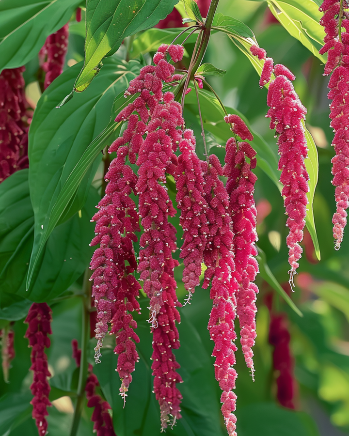 Sementes de Love Lies Bleeding (Amaranthus caudatus) – flor anual